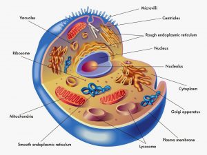 body cells human