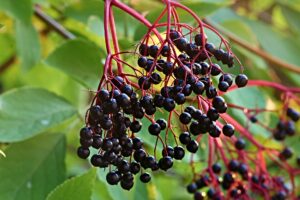 easy elderberry immune support